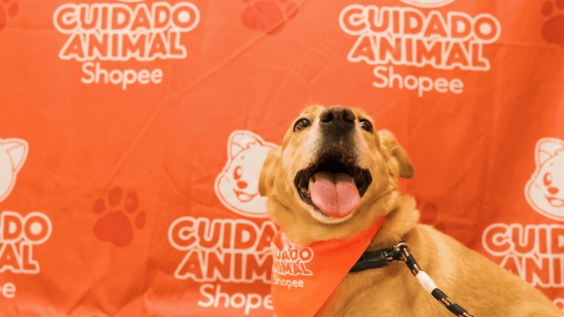 Shopee se une à Ampara Animal pelos cuidados aos animais