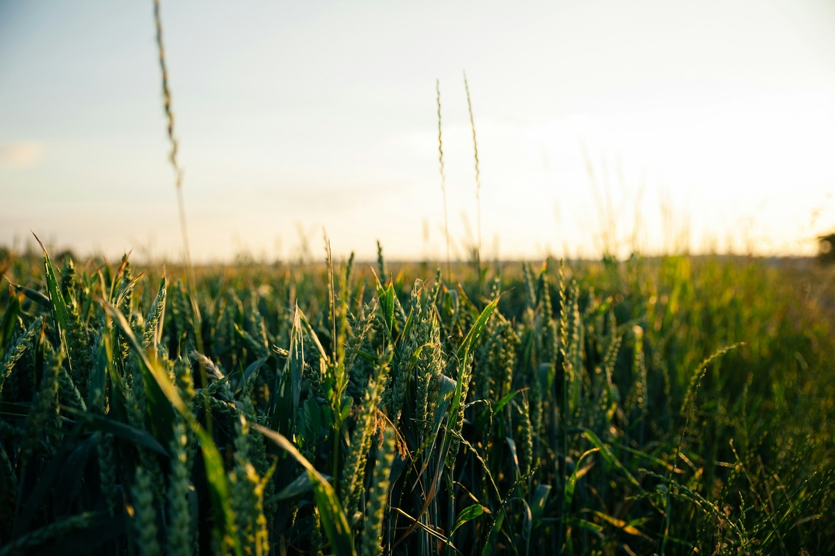 Tecnologia inova o campo e agronegócio em 2025