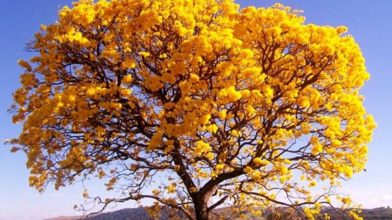 Dia da Árvore é comemorado em 21 de setembro