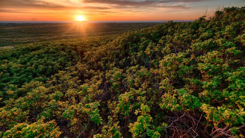 Ecora abre consulta pública na área de créditos de carbono