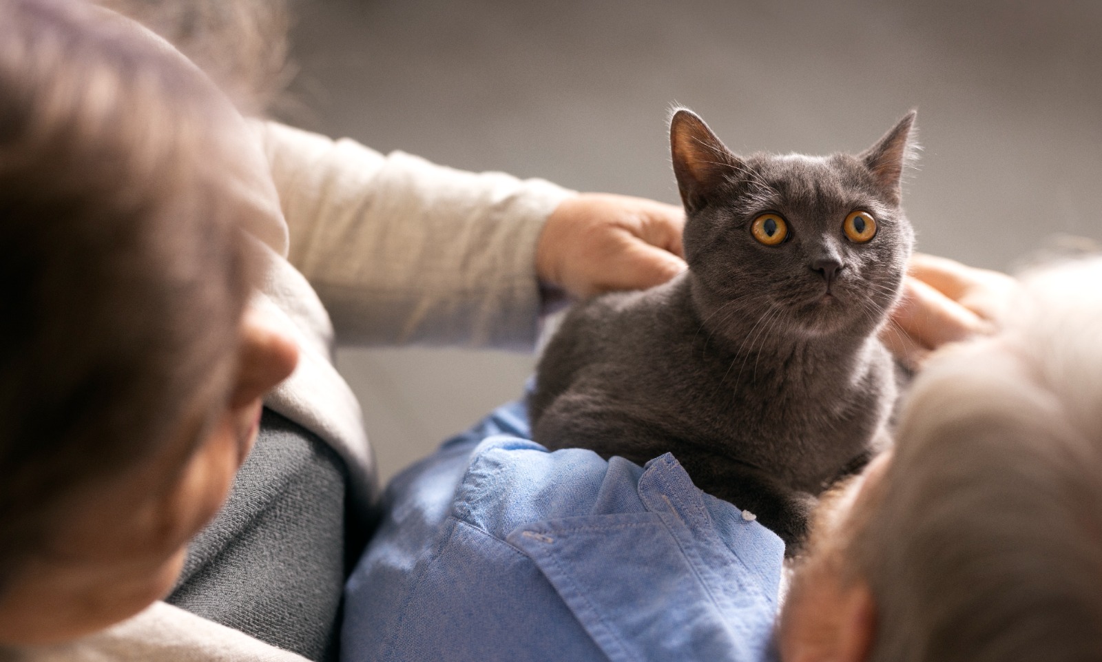 Dia Mundial do Gato: saiba o que o comportamento dos felinos quer dizer