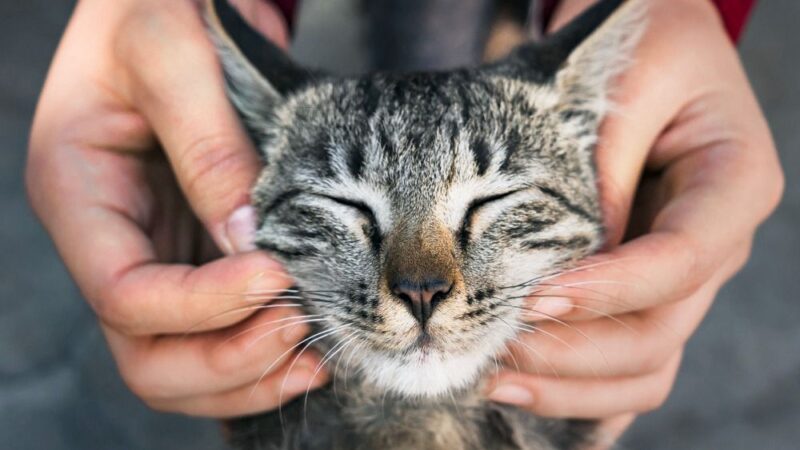 Pets: Saiba o que analisar antes de ter um gato em casa