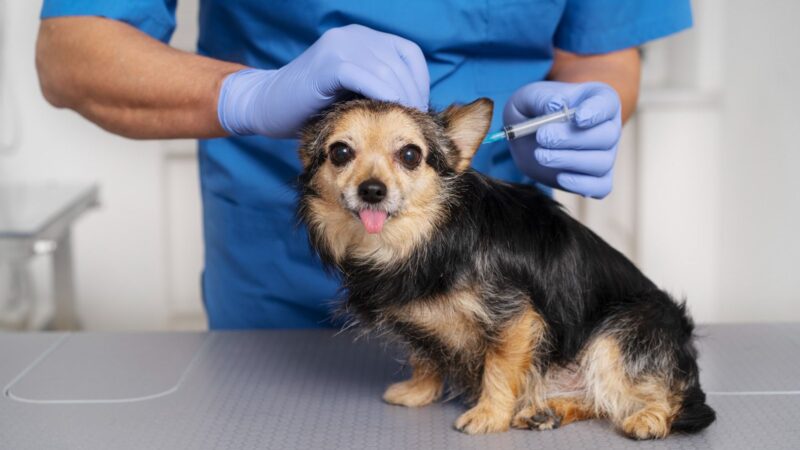 Hospital Veterinário reforça importância da vacinação em dia em pets