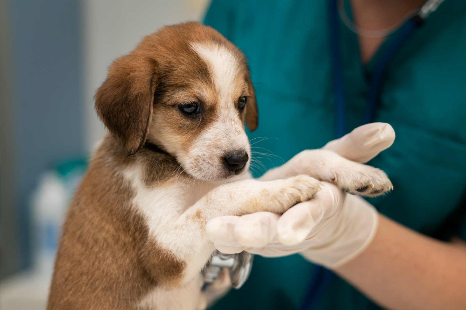 Vacinação evita a morte prematura de cães e gatos