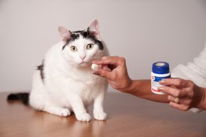 Depressão, estresse e agressividade: como identificar, tratar e prevenir transtornos emocionais em cães e gatos