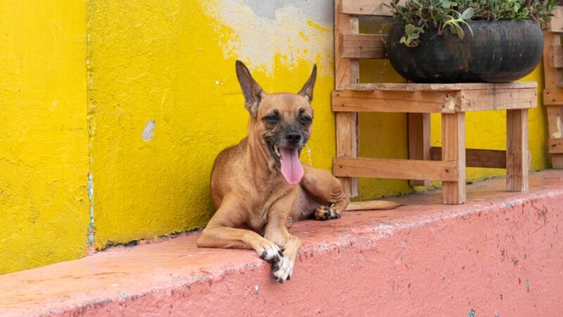 Hospital Veterinário alerta para importância da quarentena em animais resgatados