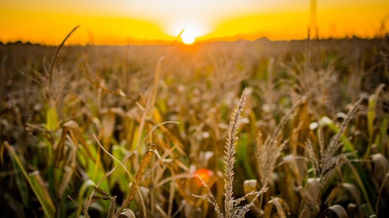 Evento reunirá nomes do marketing no agro nacional