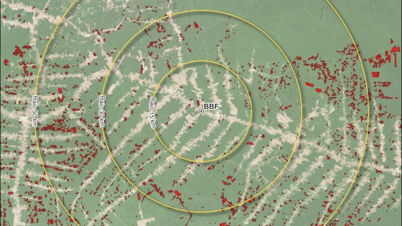 Área próxima ao Grupo BBF em Roraima tem menos desmatamento