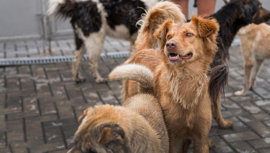 Projeto incentiva a escrita pela observação dos cães de rua