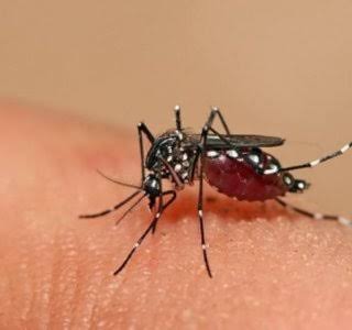 Brasil:Casos de morte por dengue aumentam 5 vezes em relação ao ano passado