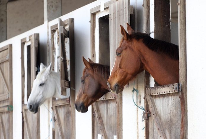 cavalos