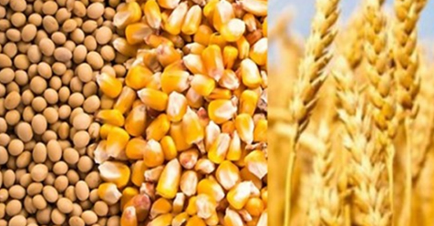 Safra recorde de grãos em 2020 não garante preços baixos nos alimentos
