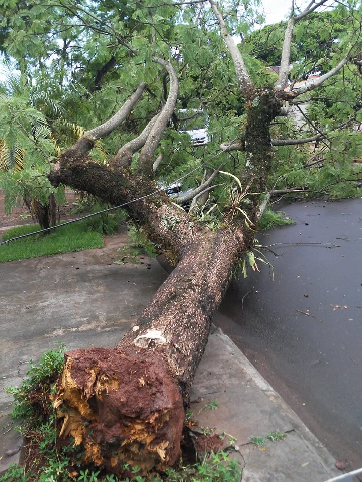 Quinze  árvores caem com o temporal em Maringá
