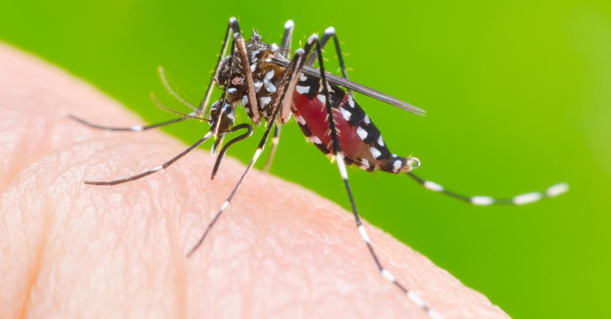 Sobe para sete o número de mortes por dengue no Paraná