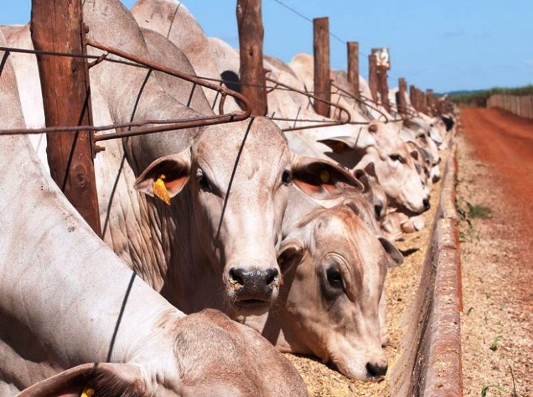 Onde está a produção mundial de carne bovina?