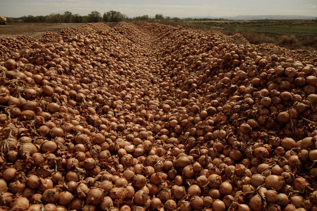 USA:’Fazendas estão destruindo milhões de libras de produtos frescos que não podem mais vender