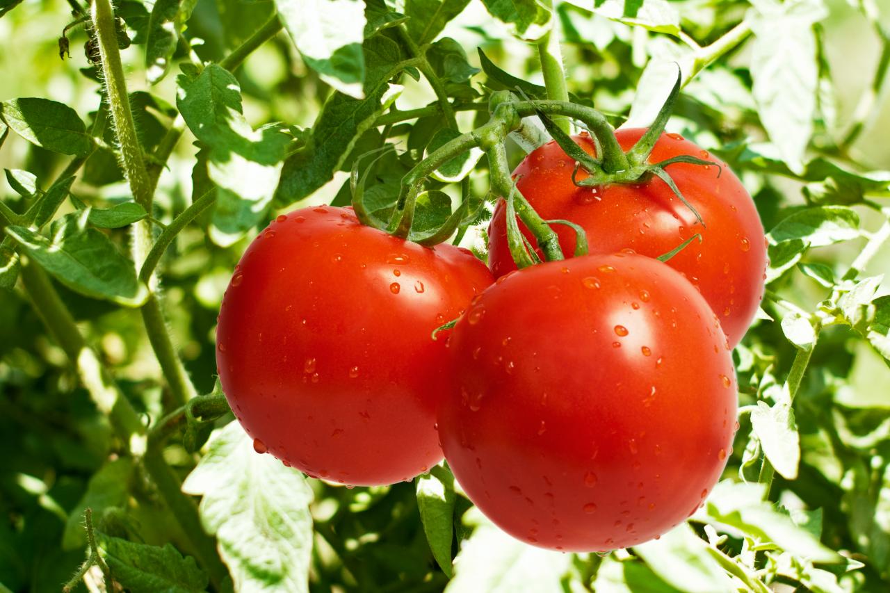Inscrições abertas para palestras on-line sobre manejo fitossanitário do tomateiro