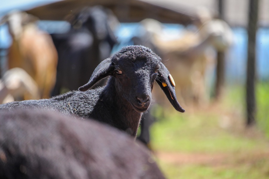 Estudo avalia desempenho econômico de diferentes raças de ovinos em confinamento
