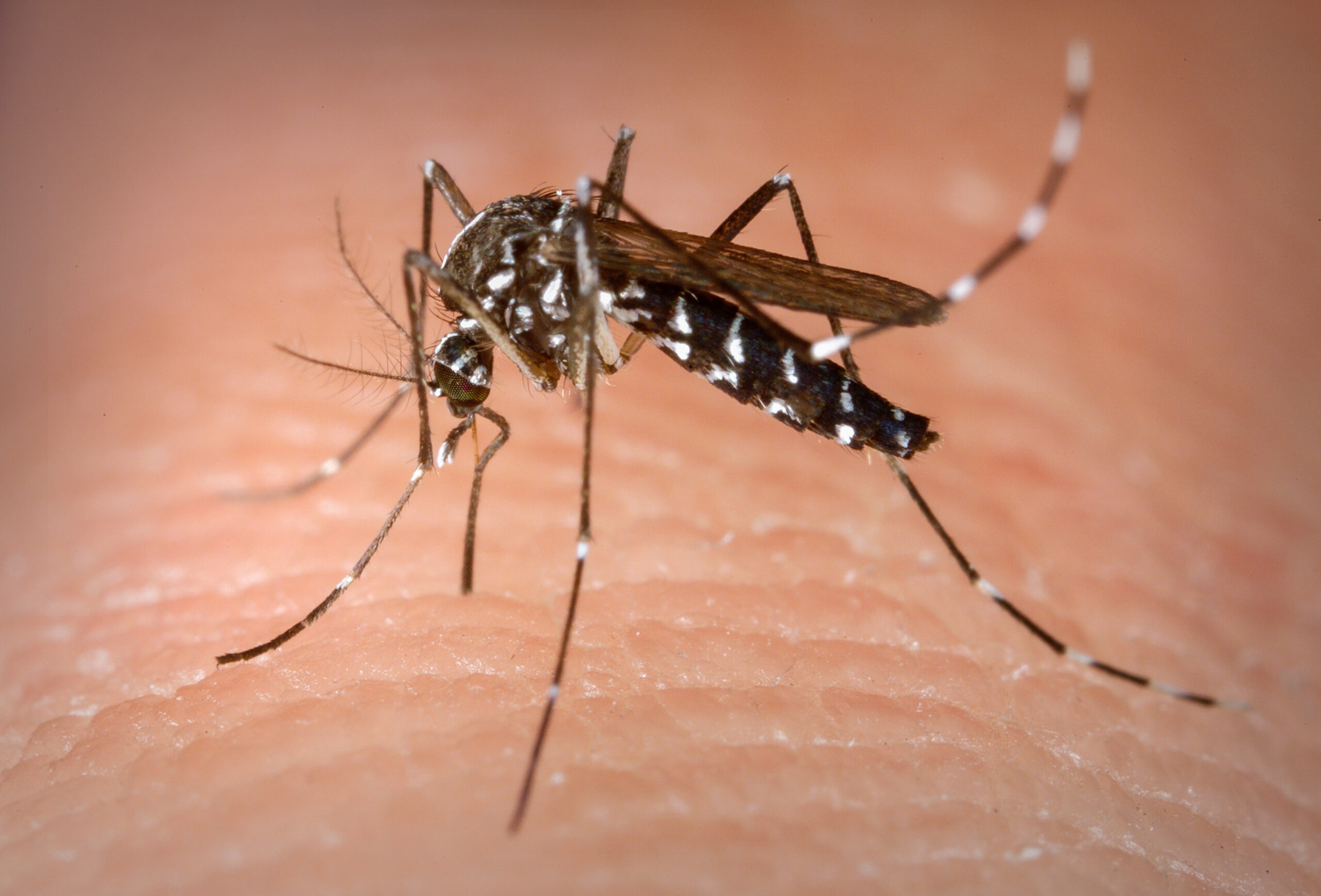 Febre chikungunya: Paraná segue em alerta contra contágio da doença