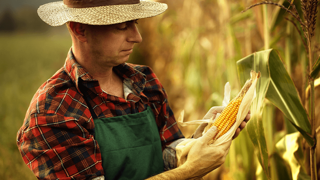 Quebra da safrinha do milho já é certa em importantes polos produtores