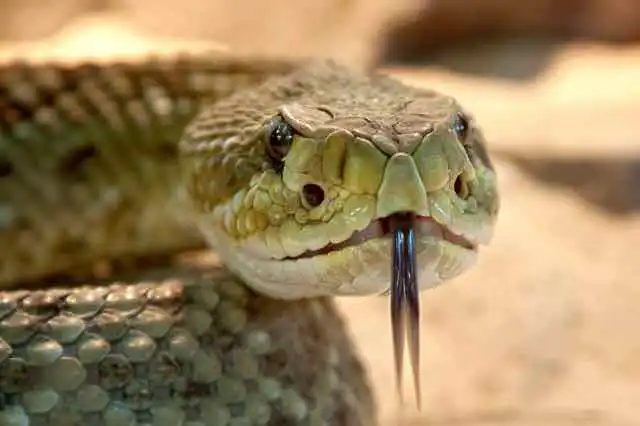 Estudo identifica veneno de cobra como inibidor do coronavírus