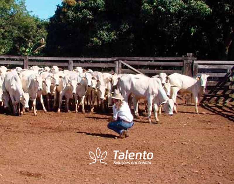 Oferta de crédito rural foi de mais de R$ 55 bi em 2021