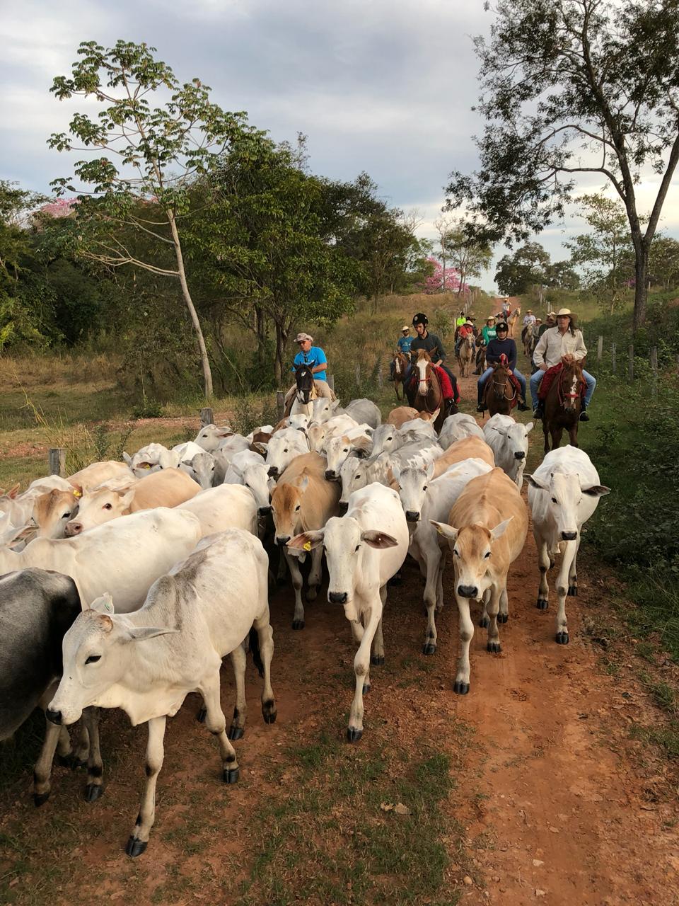 Pantanal: visitantes se surpreendem com os cenários e cotidiano reais da novela