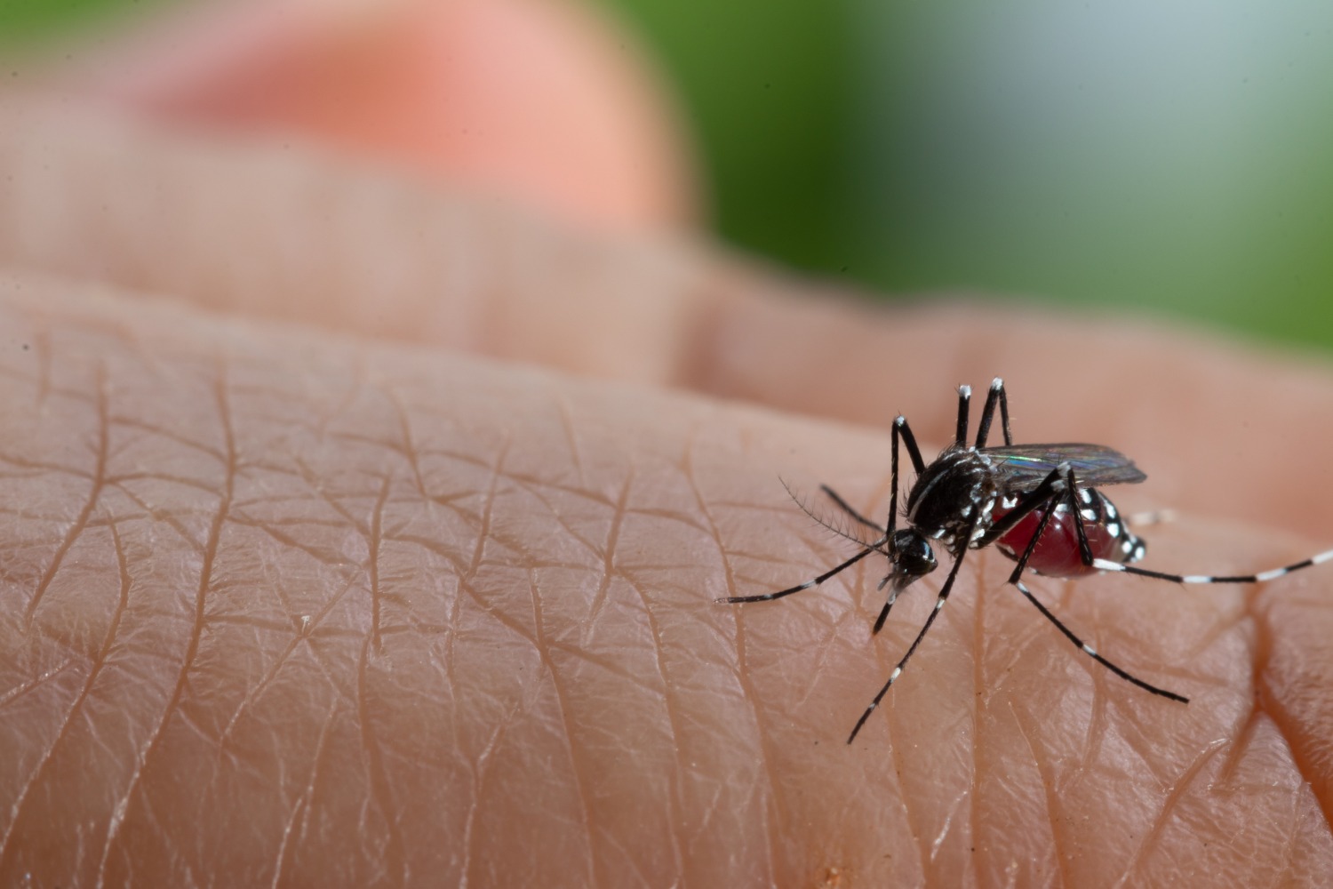 Teste rápido auxilia controle da dengue