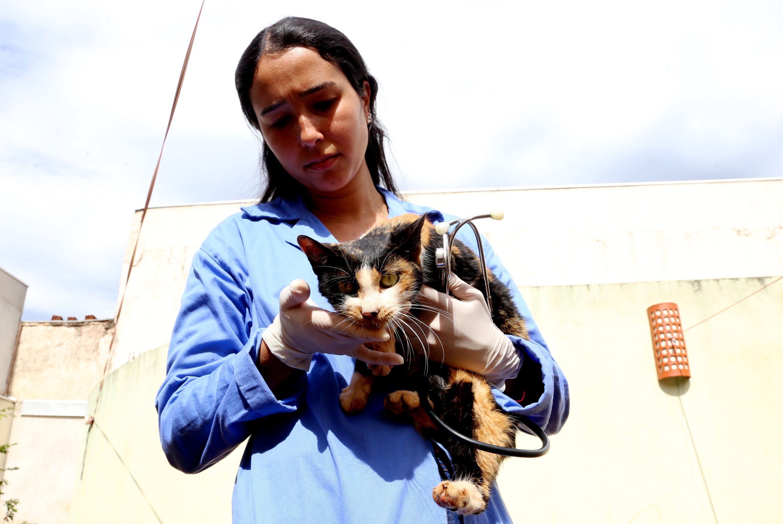 Após solicitação, Prefeitura de Maringá fará atendimento veterinário e campanha de adoção de quase 30 gatos