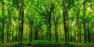 CPR Verde visa à recuperação e conservação de florestas nativas