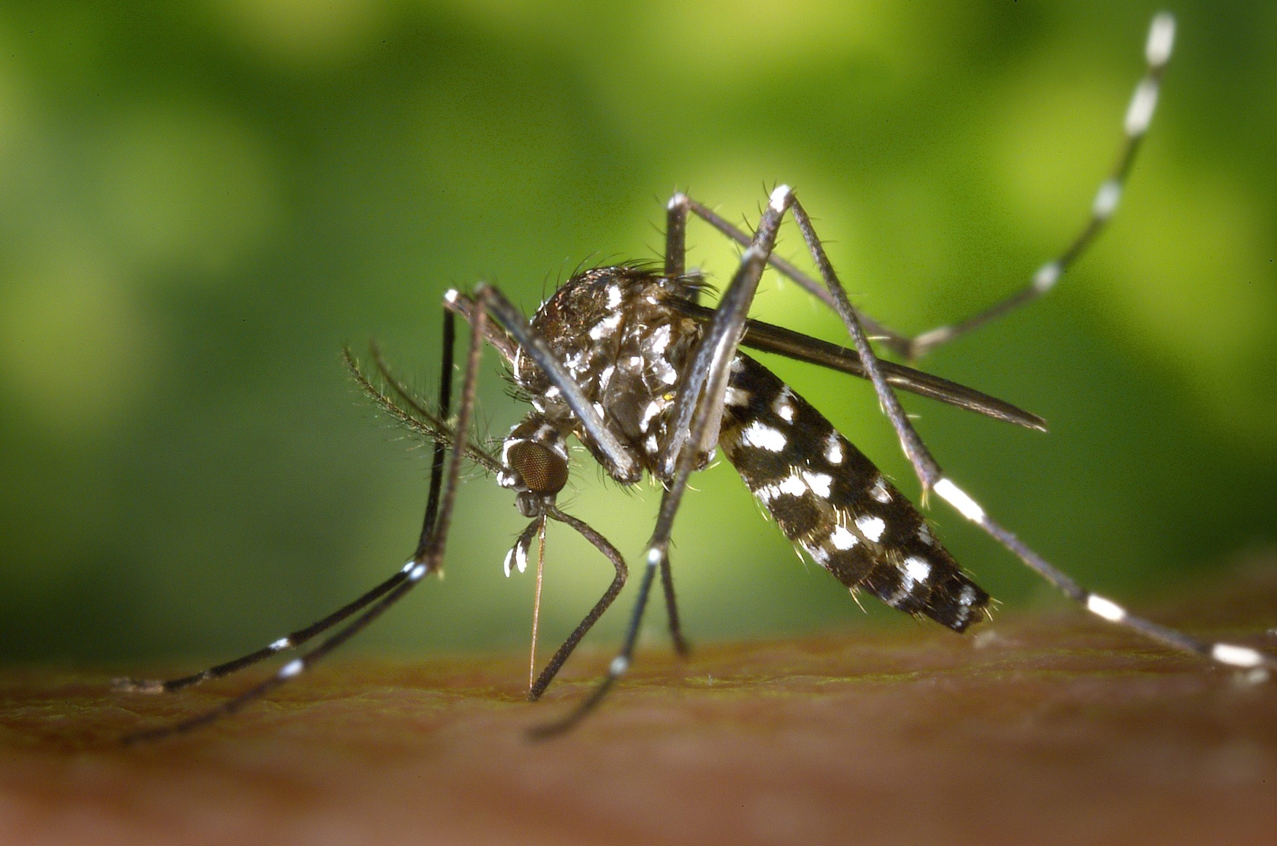 Vacina da dengue: quem pode tomar e onde encontrar?