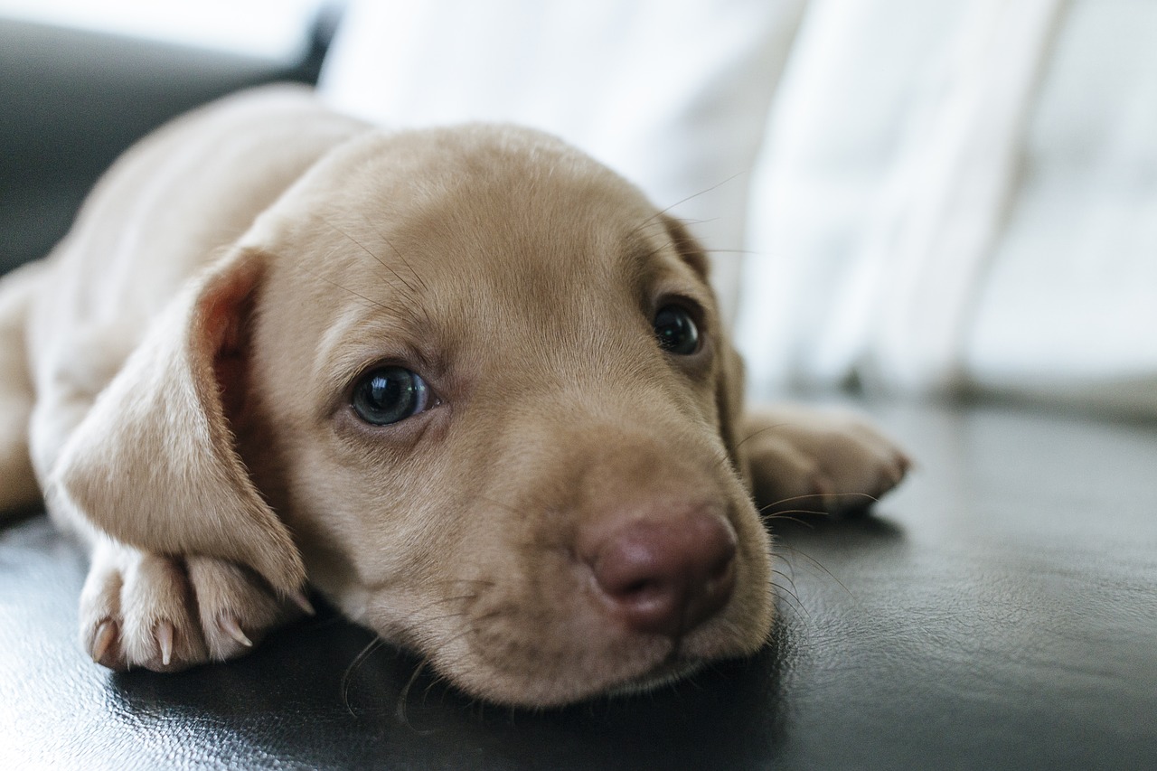 Telemedicina pode contribuir para a saúde dos pets