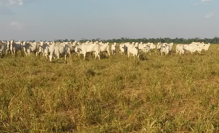 Como gerenciar os impactos da estiagem na produção animal?