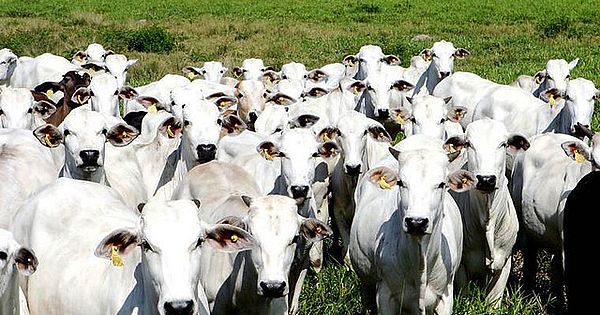 Brasil tem mais gado do que gente, revela IBGE
