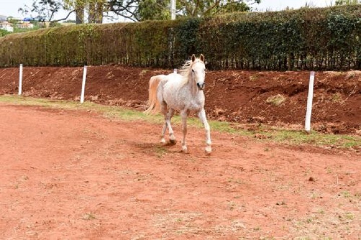 Saúde de Marialva inaugura Terapia Assistida por Cavalos