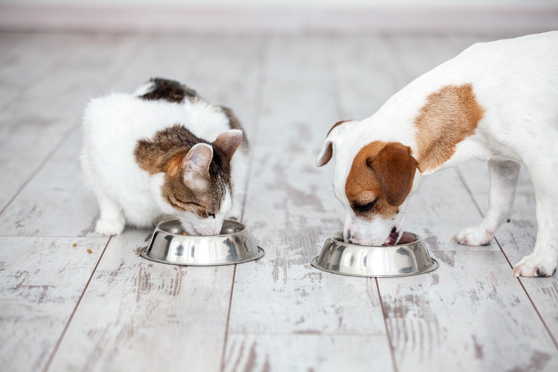 Pisos laminado e vinílico são recomendados para o bem-estar dos pets em casa