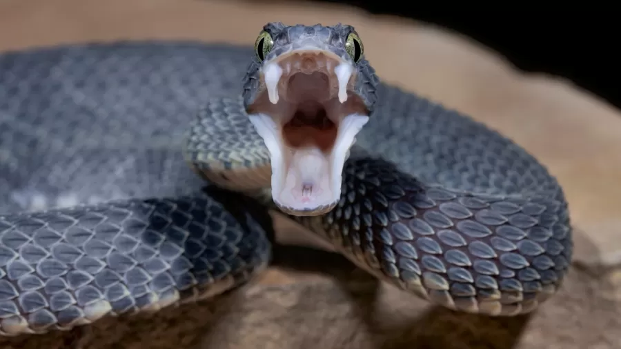 Menino de 12 anos reage a ataque de cobra e mata animal com mordida
