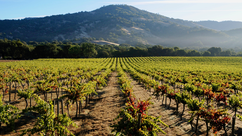 Premiação britânica reconhece vinícola chilena e californiana com “Green Award”