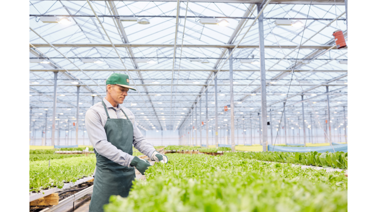 Boas ações praticadas no manuseio e limpeza de frutas e hortaliças