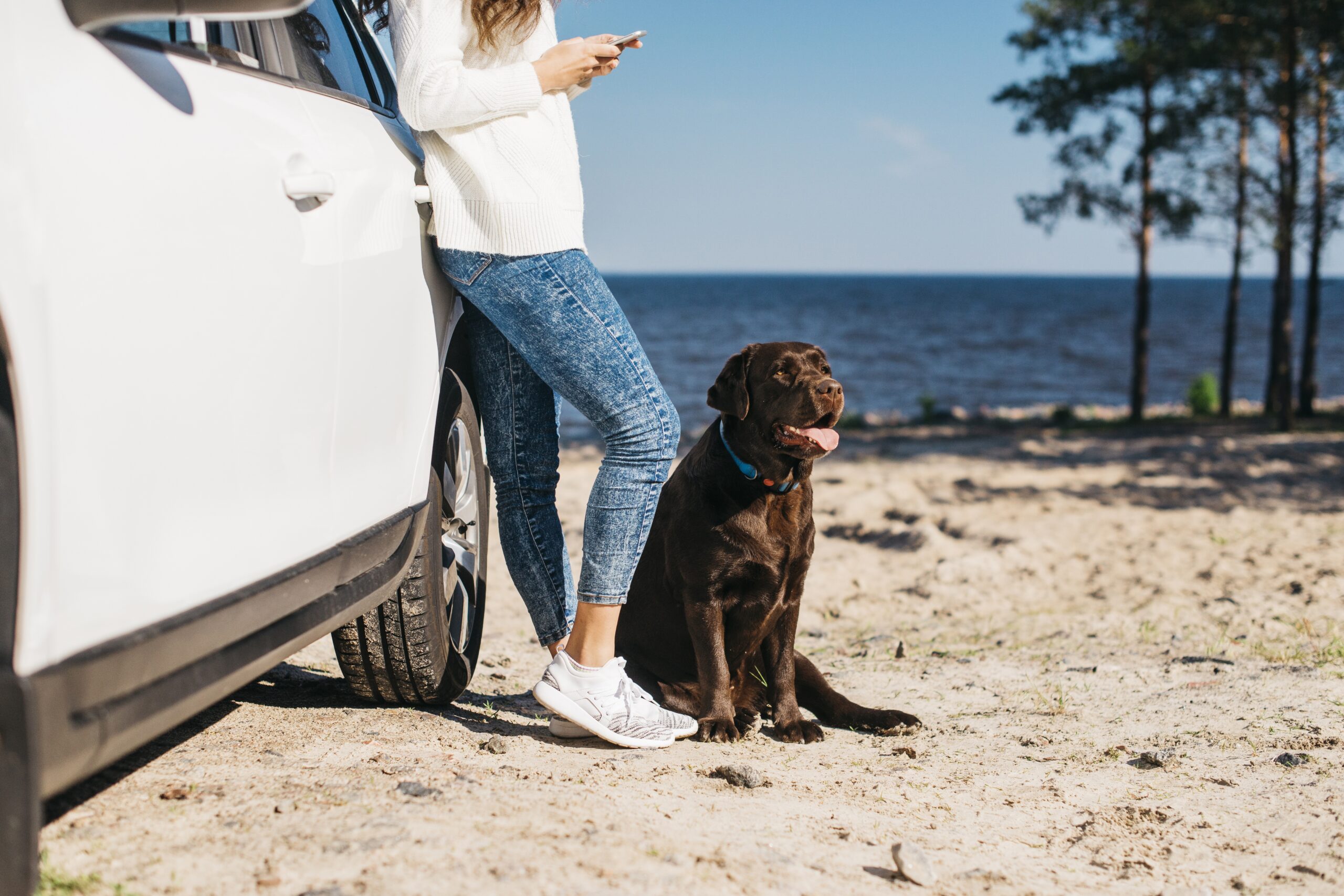 Vai viajar com seu pet? Especialista indica cuidados necessários