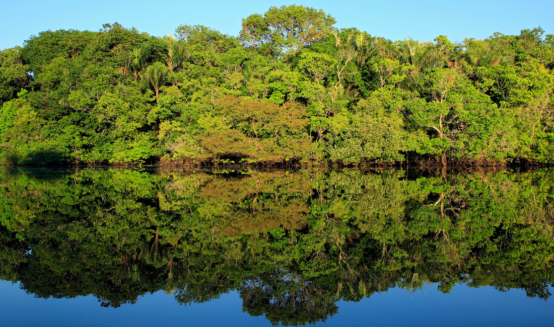 Startup utiliza ingredientes amazônicos para investir em alimentos regenerativos