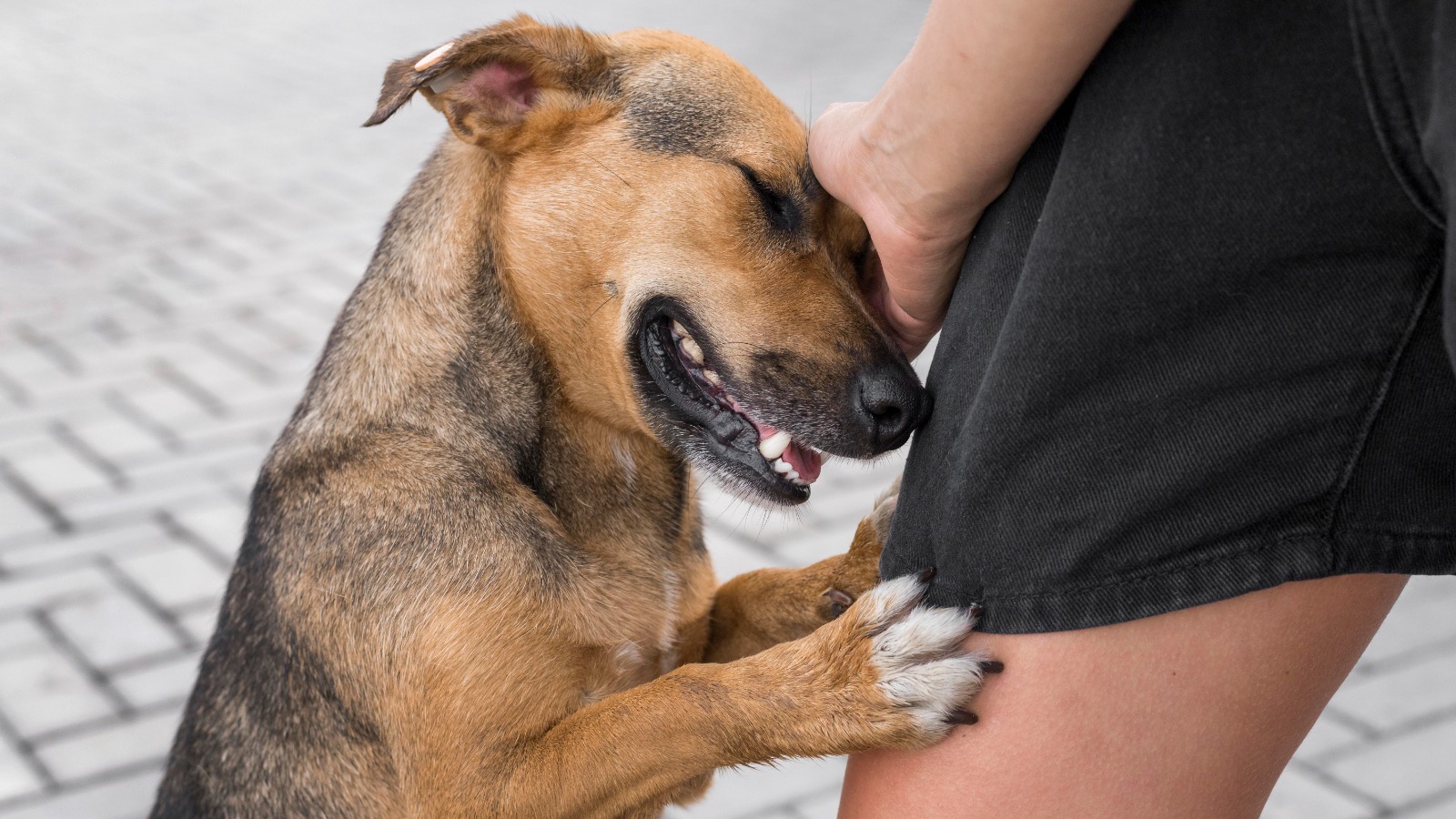 Brasil registra aumento no número de cães e gatos abandonados