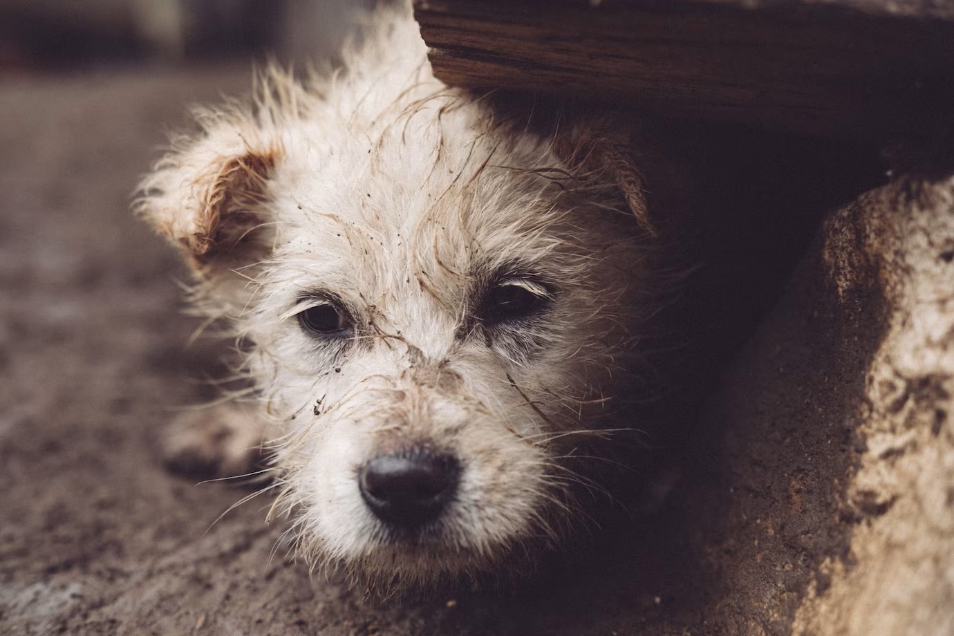 Acidentes são os principais riscos para animais perdidos