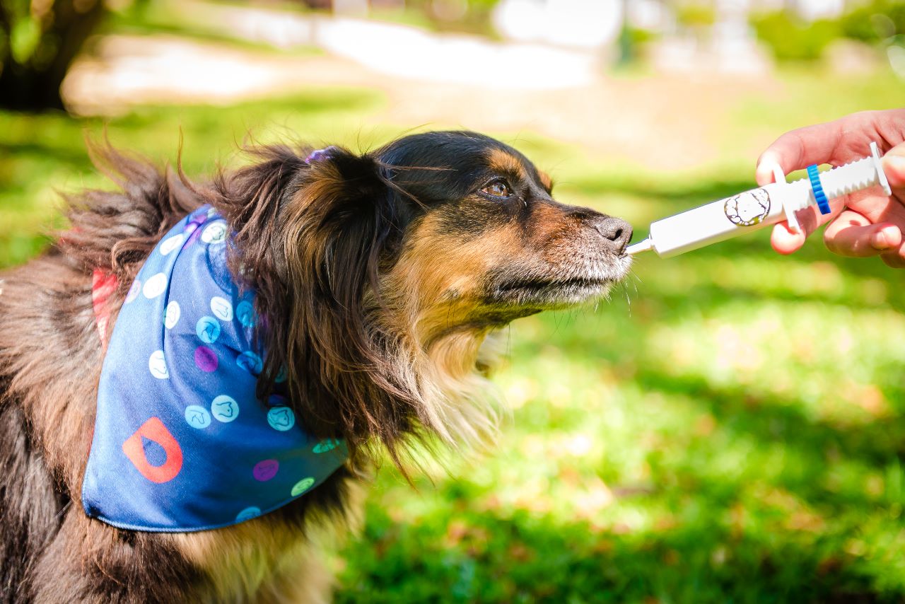 Mitos e verdades sobre doenças respiratórias e articulares nos pets