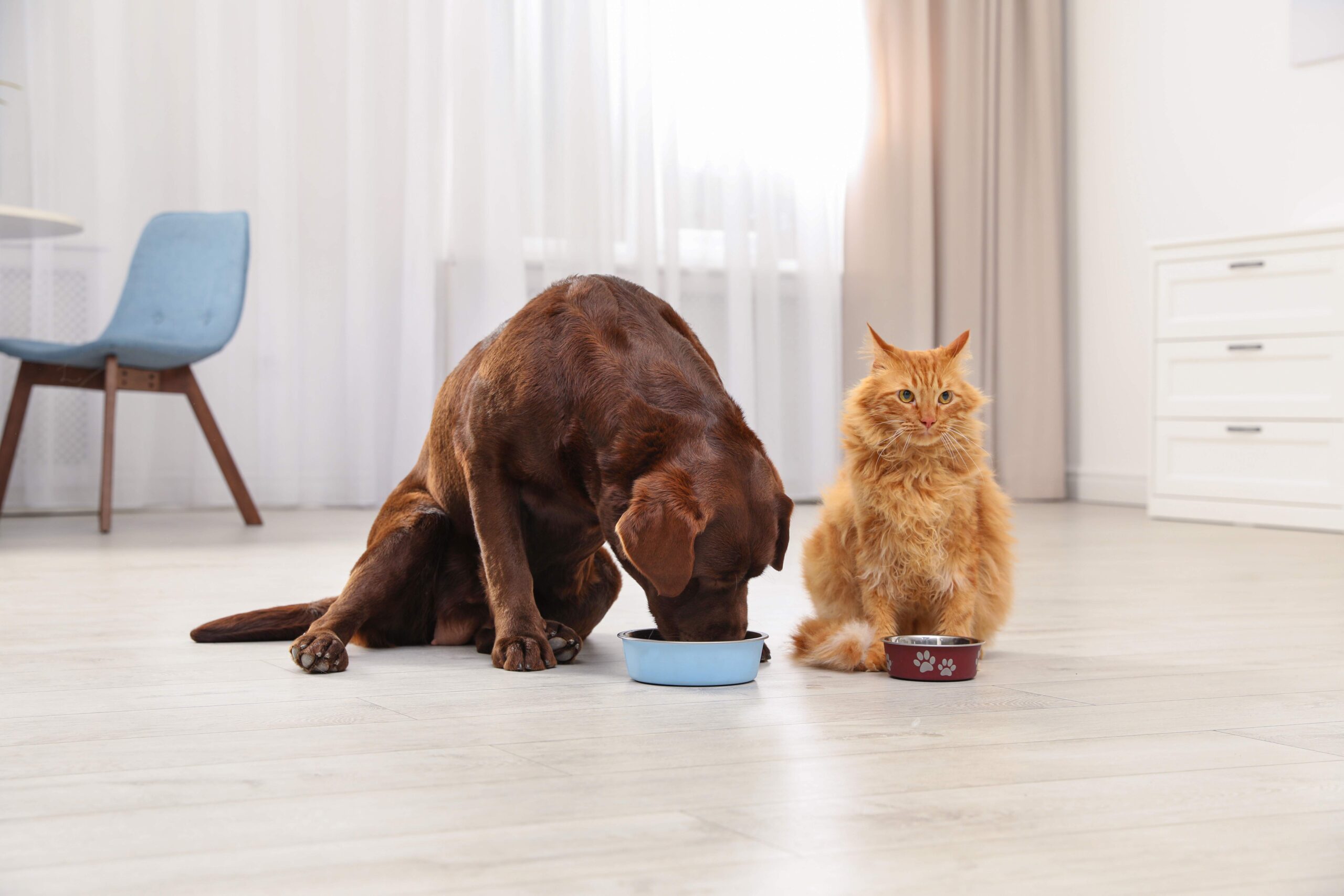 Alimentos com prebióticos melhoram a saúde gastrointestinal de cães e gatos