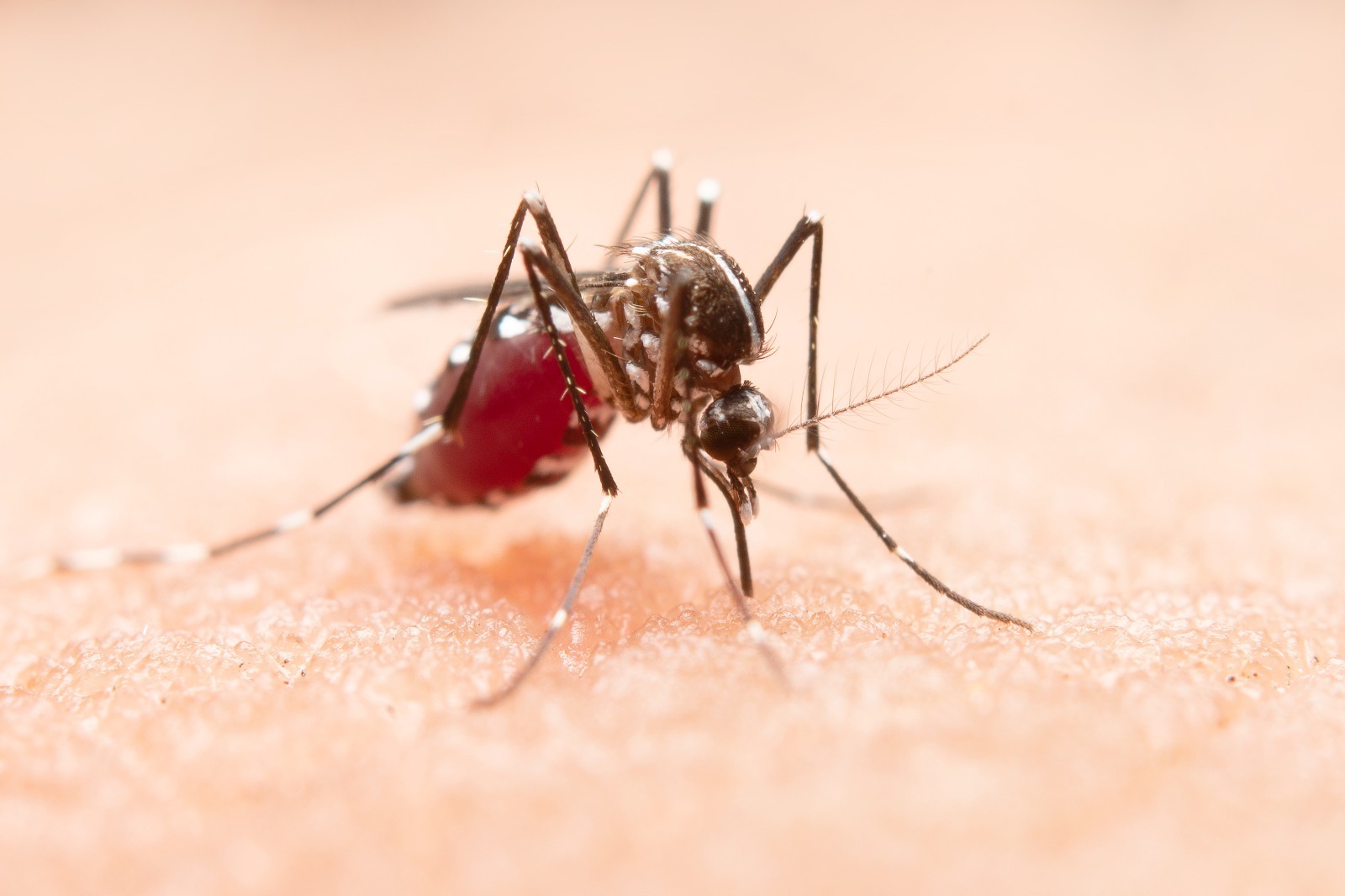 Vacina contra dengue é eficaz para os quatro sorotipos do vírus