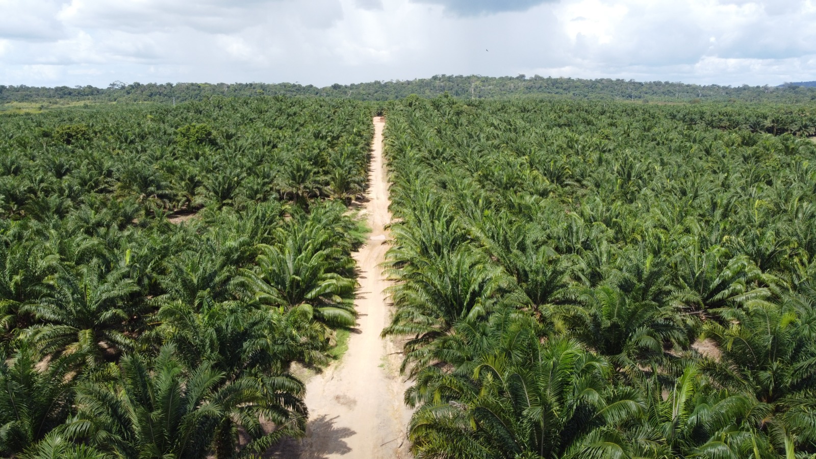Grupo BBF desenvolve “Pré-Sal Verde” na Amazônia