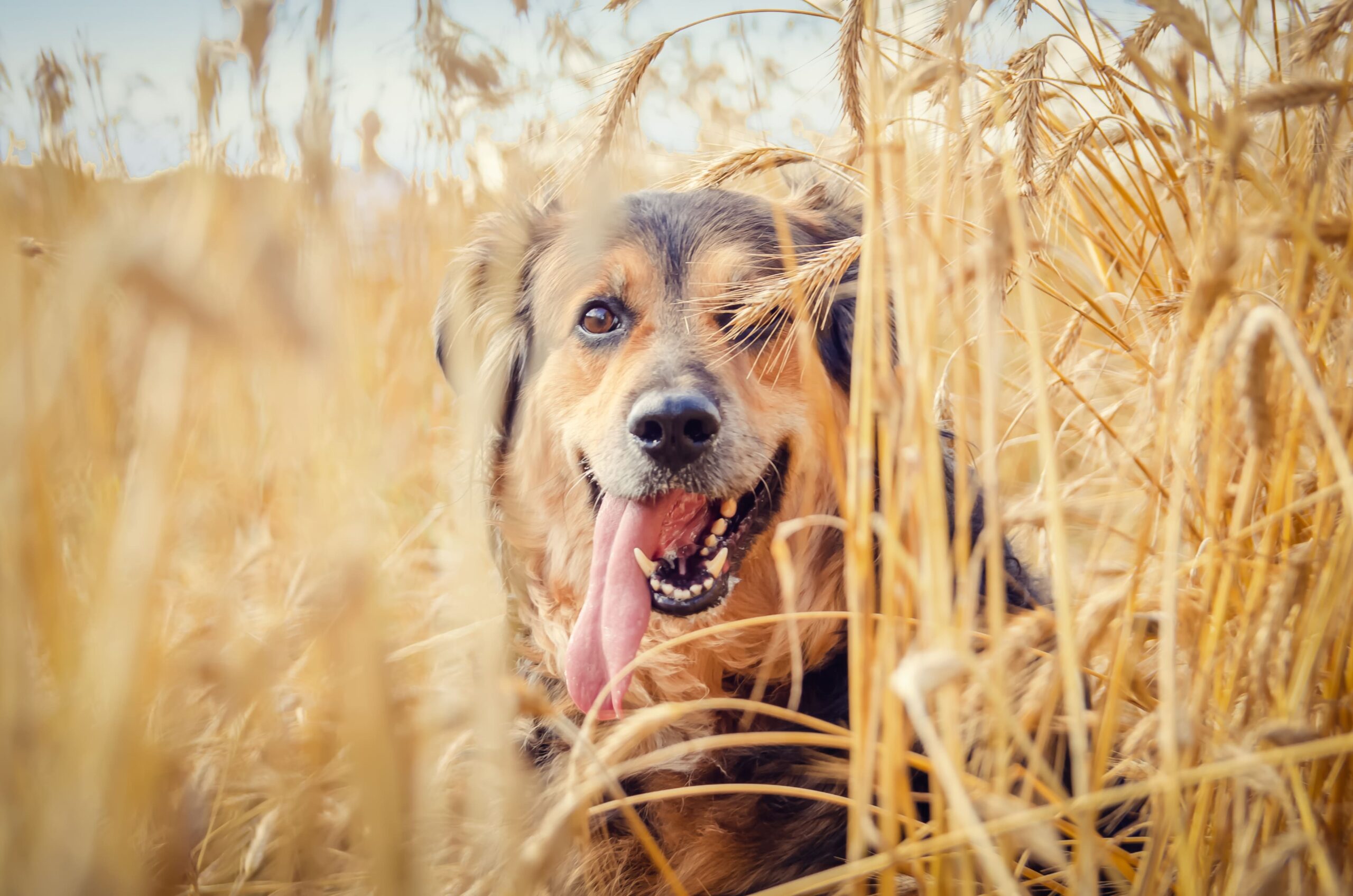 Inclusão de fibras na dieta dos pets melhora o funcionamento do trato digestivo