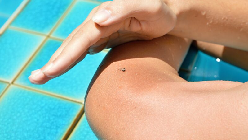 Surto de dengue acende alerta para cuidados com piscinas