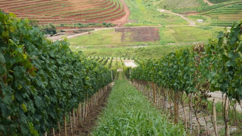 Governança do enoturismo fluminense será debatida em evento